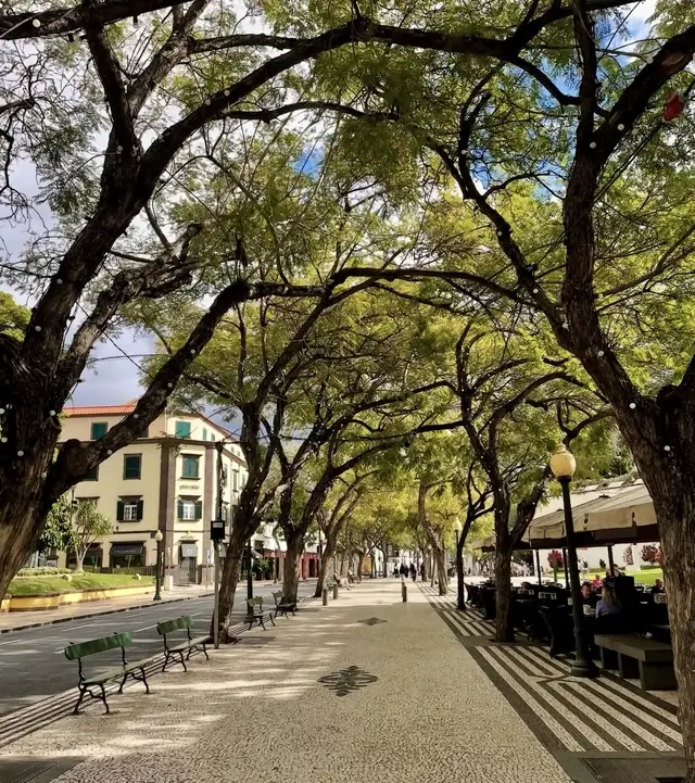 Live Cam: Avenida Arriaga View | Funchal City thumbnail