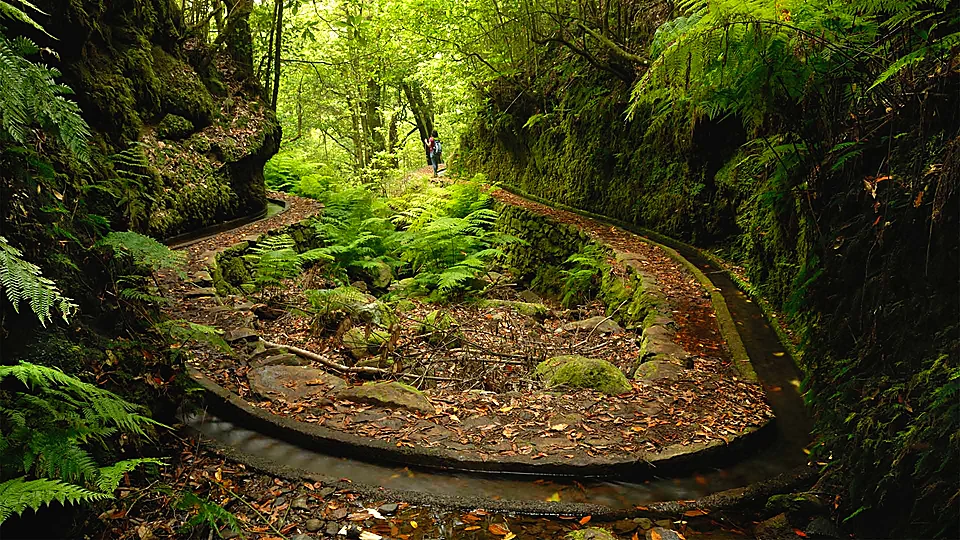 PR14 Levada dos Cedros, Madeira