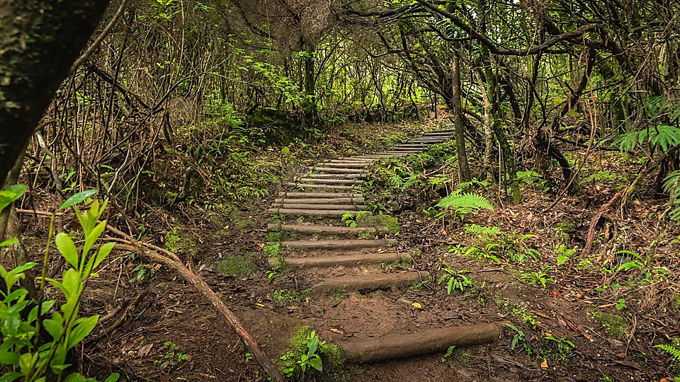 PR15 Vereda da Ribeira da Janela, Madeira