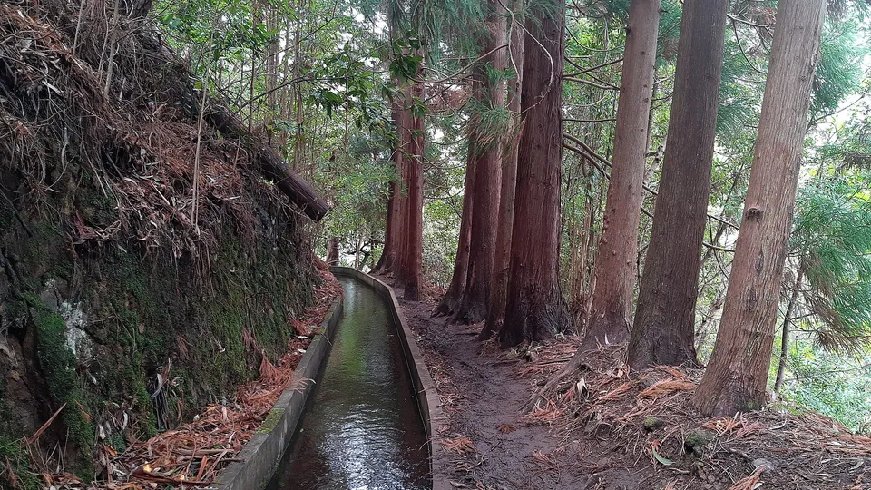 PR16 Levada da Fajã do Rodrigues, Madeira. Photo: Gerda Arendt, CC0 1.0, via Wikimedia Commons.