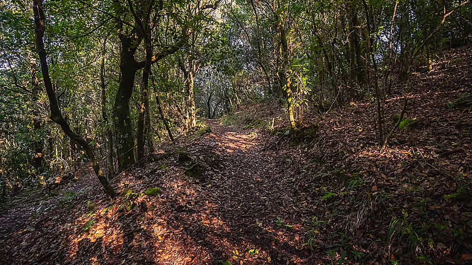 PR22 Vereda do Chão dos Louros, Madeira
