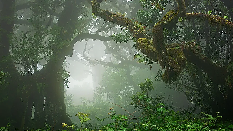 PR28 Levada da Rocha Vermelha, Madeira. Photo: Ximonic (Simo Räsänen), CC BY-SA 4.0, via Wikimedia Commons.